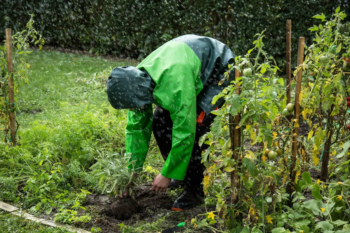 How to Start a No-Dig Vegetable Garden in a Small Backyard